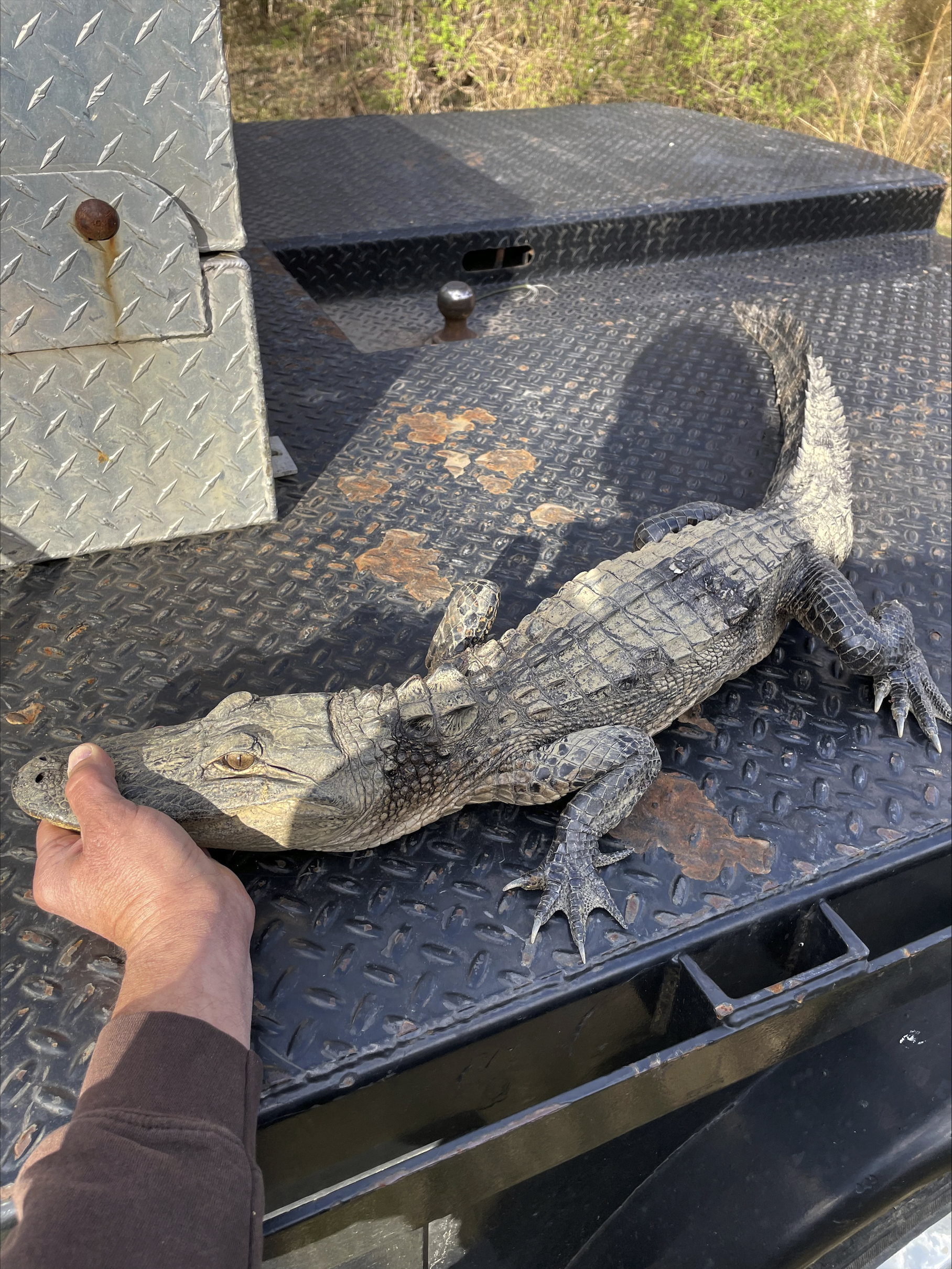 In this photo provided by the Tennessee Wildlife Resources Agency, an alligator was caught by an angler in Norris Lake in Union County, Tenn., on Monday, March 18, 2024. TWRA communications coordinator Matthew Cameron said the origin of the alligator was unclear, but it appeared that the alligator had been illegally held in captivity and possibly released into the lake. (Rick Roberts/Tennessee Wildlife Resources Agency via AP)